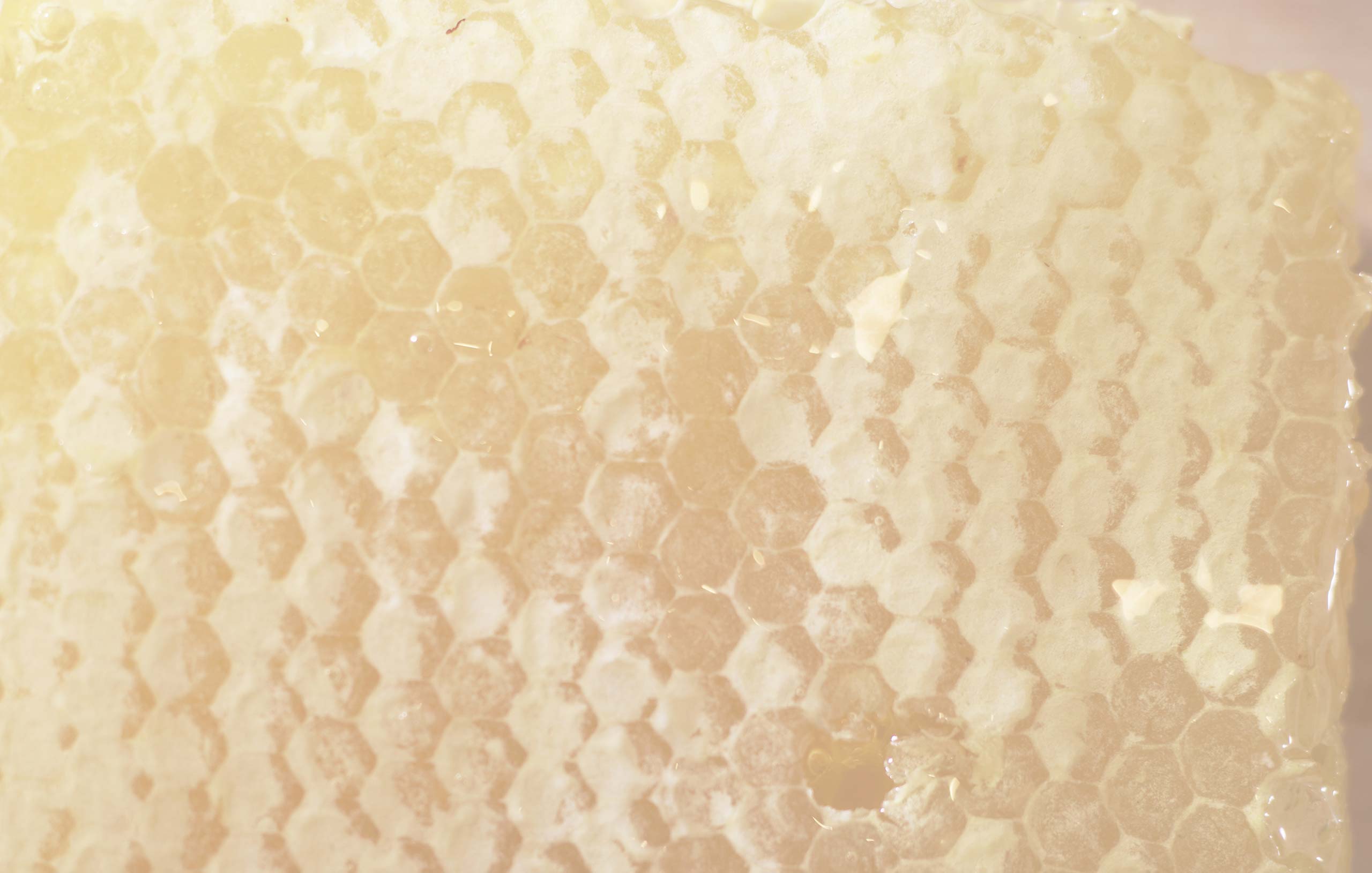 A close-up view of a honeycomb, its hexagonal wax cells. A decorative for the Honey Salt restaurant website.